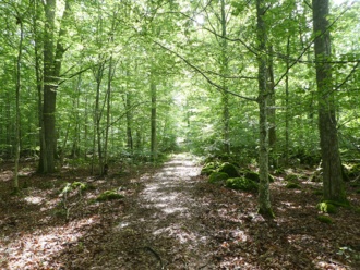 Waldspaziergang